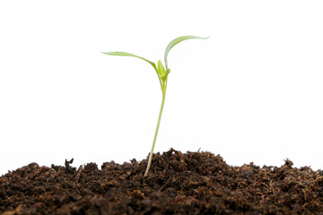 Young paprika plants in the soil, isolated on white
