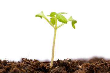 Young tomato plants in the soil, isolated on white