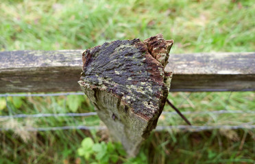 Fences: Closeup of a lichen covered fencing post of an old wooden pasture fence