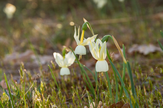 Flores Silvestres Narcissus con Forma acampanada