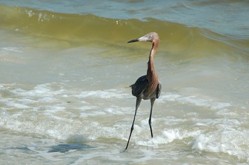 Red Egret wading at the ocean surf