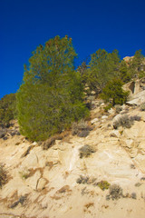 Woody and herbaceous plants in the Sierra Nevada Mountains, California, USA. The Sierra Nevada is a mountain range in the Western United States.