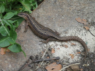   Lizard basking on a stone
