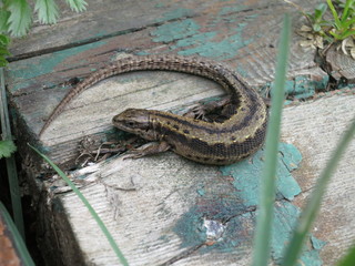 Lizard basking on a wooden plank in the summer