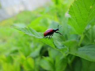 Red beetle stretches to the green leaf