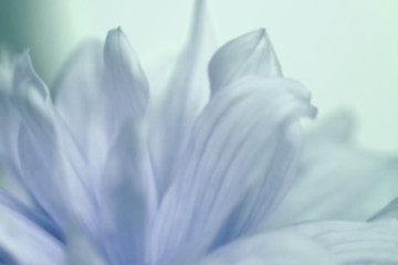 Fototapeta na wymiar Flower turquoise-blue background of dahlias petals. Macro photography. Soft focus. Nature.