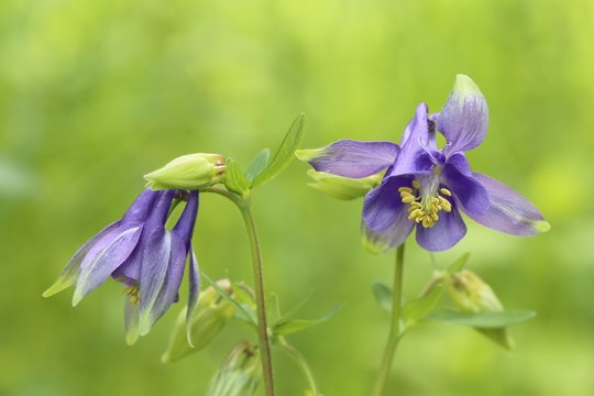 purple columbine plant - Powered by Adobe