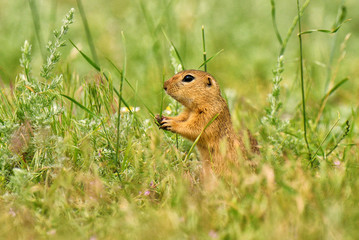 Gopher