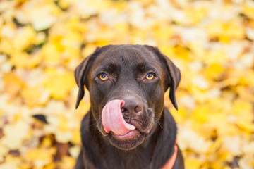 Labrador with tongue out