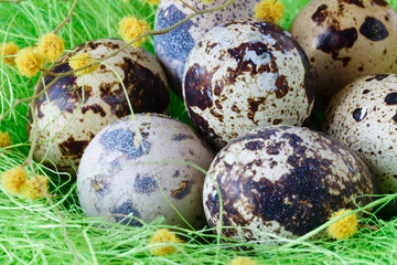 Festive Easter nest with quail eggs