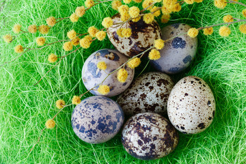 Obraz premium Festive Easter nest with quail eggs