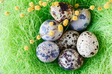 Easter eggs in festive nest, natural quail egg
