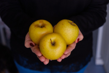 Yellow apples in the hands of a woman
