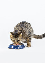 two cats have their meal