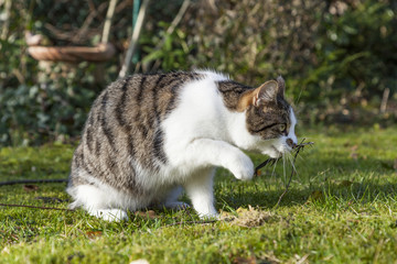 Naklejka na ściany i meble cute cat enjoys the garden