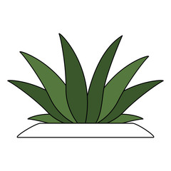Plant with leaves vector illustration graphic design