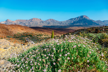 Obraz premium Landscape of Volcano El Teide in The National Park of Las Canadas del Teide