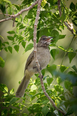 Streak-eared Bulbul