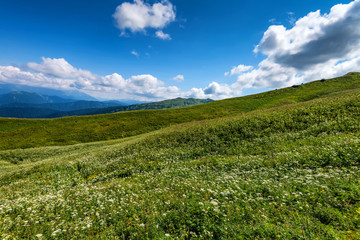 Fototapeta na wymiar Beatiful mountain meadow
