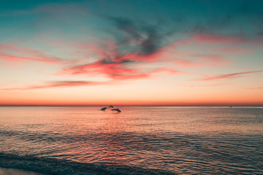 Delfini che nuotano al tramonto