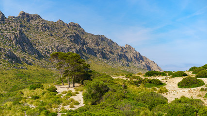 Majorca sunny landscape