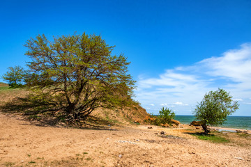 Tree on high bank of Tsimlyansk Reservoir, Russia