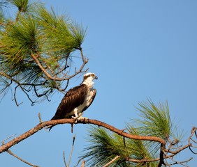 Osprey in the wild on the marshland of Florida Usa