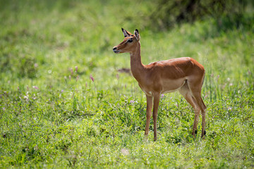 Naklejka na ściany i meble Female impala stands staring in long grass