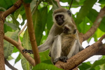Baby vervet monkey and mother on branch