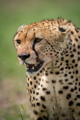 Close-up of cheetah with bloody jaw staring