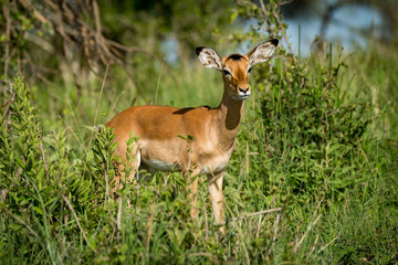Naklejka na ściany i meble Female impala facing right in tall bushes