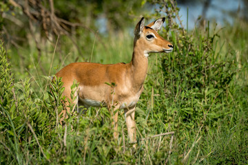 Naklejka na ściany i meble Female impala in profile in tall bushes