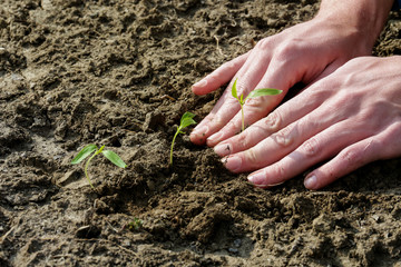 Planting young paprika plant in the garden