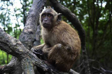 Portret smutnej i wystraszonej małpy Makaka