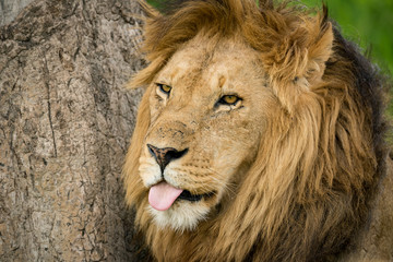 Close-up of male lion with tongue out