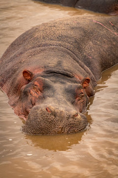 Close-up of sleeping hippopotamus in muddy pool