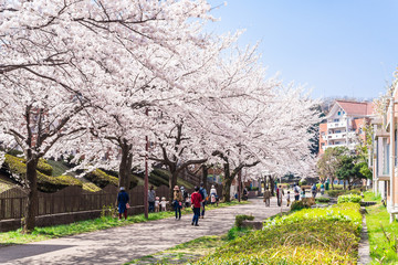 住宅街の桜並木