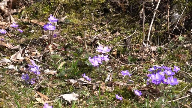Leberbl&uuml;mchen im Fr&uuml;hling - mit Biene, die Honig sucht