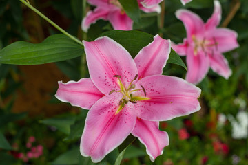 Lilly pink color Flower in garden.