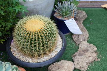 Big cactus in garden.