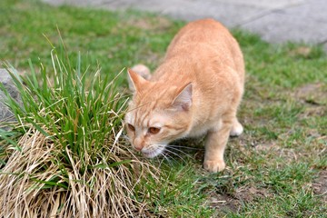Naklejka na ściany i meble Cute rusty kitten carefuly sneezing bunch of grass