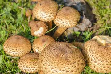 Saffron parasol mushrooms (Cystoderma amianthinum), also known as the saffron powder-cap, or the earthy powder-cap