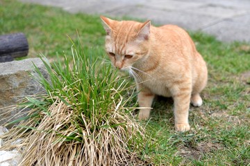 Cute rusty kitten carefully sneezing bunch of grass