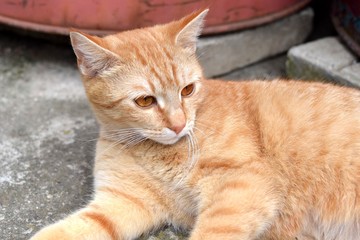 Cute rusty kitten watching something interesting