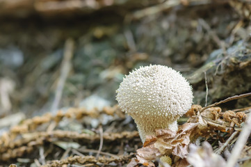 Common puffball (Lycoperdon perlatum)