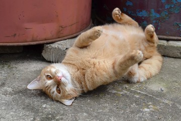 funny lazy fat cat lying and resting on its back 