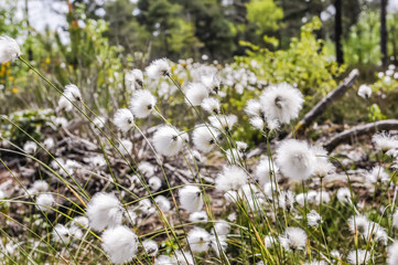 Common cottongrass, cottonsedge, bog cotton (Eriophorum angustifolium)