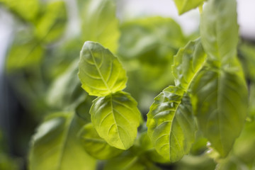 Green basil leaves in backlight. Background, texture, close-up