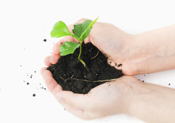 small plant