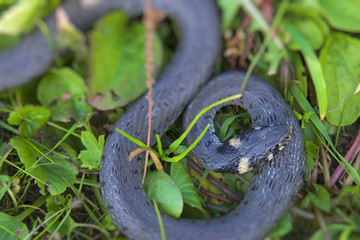 snake